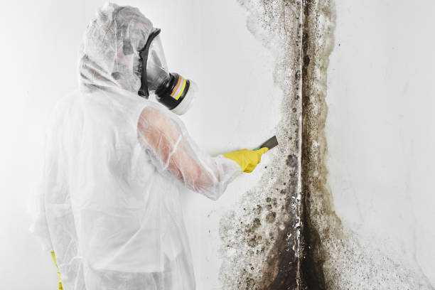 Best DIY Mold Remediation Support Services in Stanleytown, VA