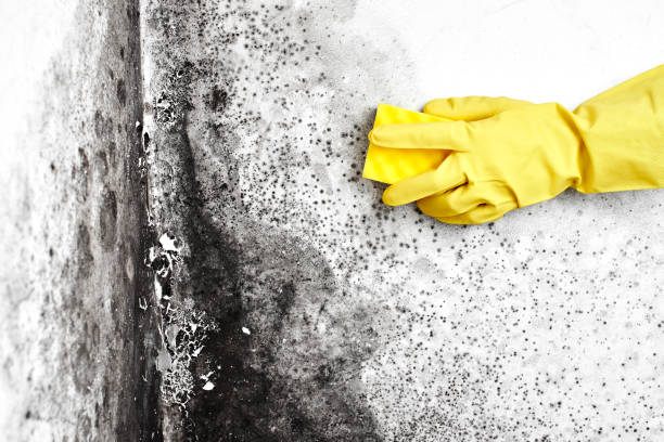 Best Residential Mold Remediation in Stanleytown, VA