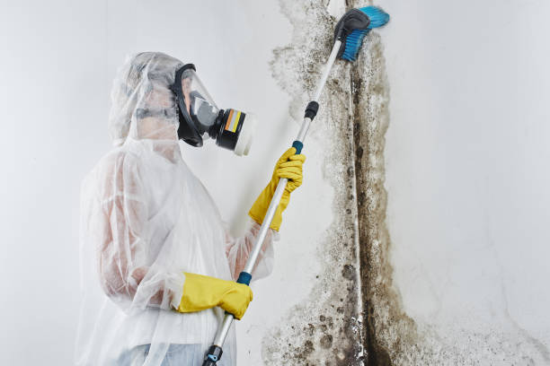 Best Health and Safety Mold Remediation in Stanleytown, VA