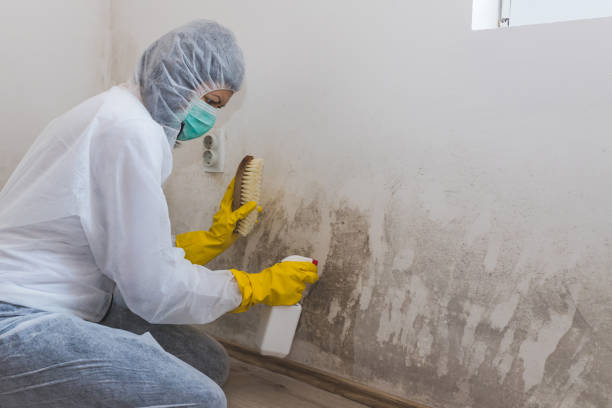 Best Post-Flood Mold Remediation in Stanleytown, VA