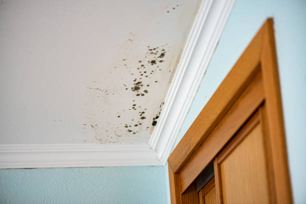 Best Attic Mold Remediation in Stanleytown, VA