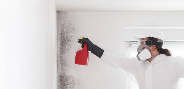 Best Basement Mold Remediation in Stanleytown, VA