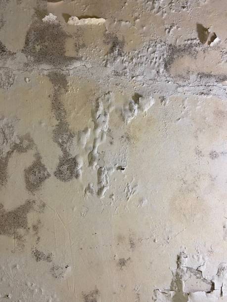 Best Crawl Space Mold Remediation in Stanleytown, VA
