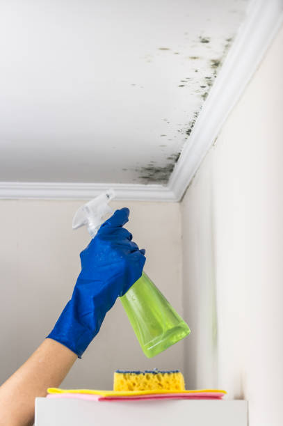 Best Insurance-Related Mold Remediation in Stanleytown, VA