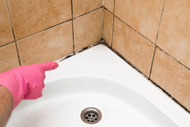 Best Kitchen Mold Remediation in Stanleytown, VA